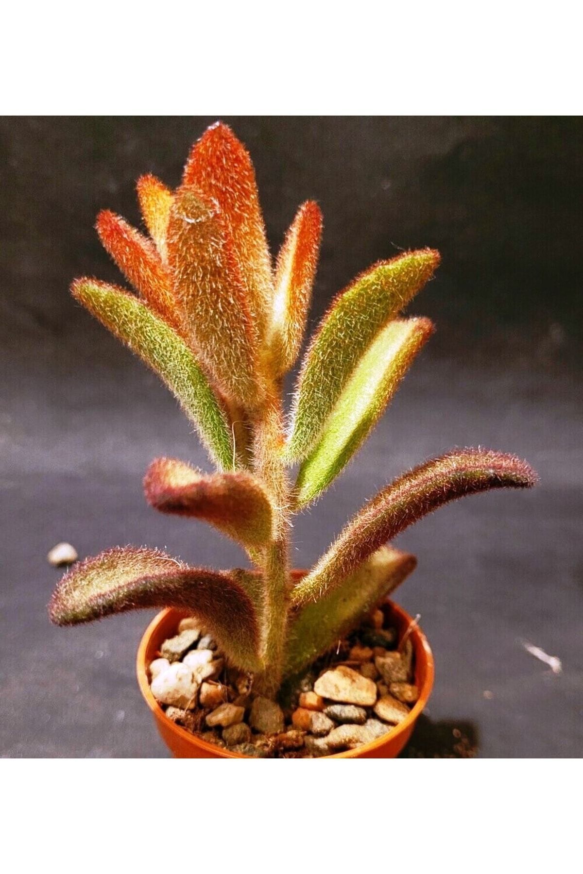 Kalanchoe Tomentosa Nigra Uçuk Çukulata Renginde Yapkaklar Sukulent 4