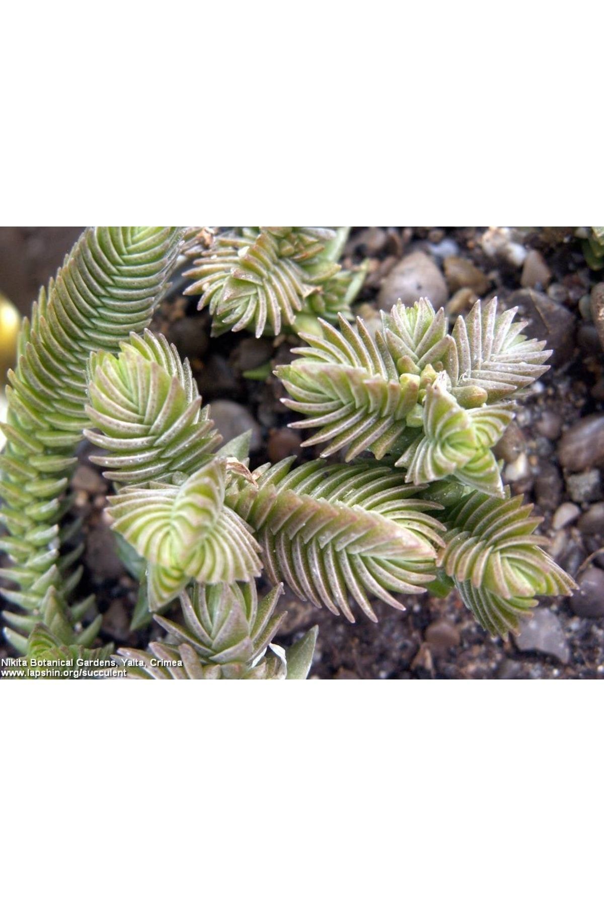 Crassula Lycopodioides Purpusii Pyramidalis Buddha Sukulent 4
