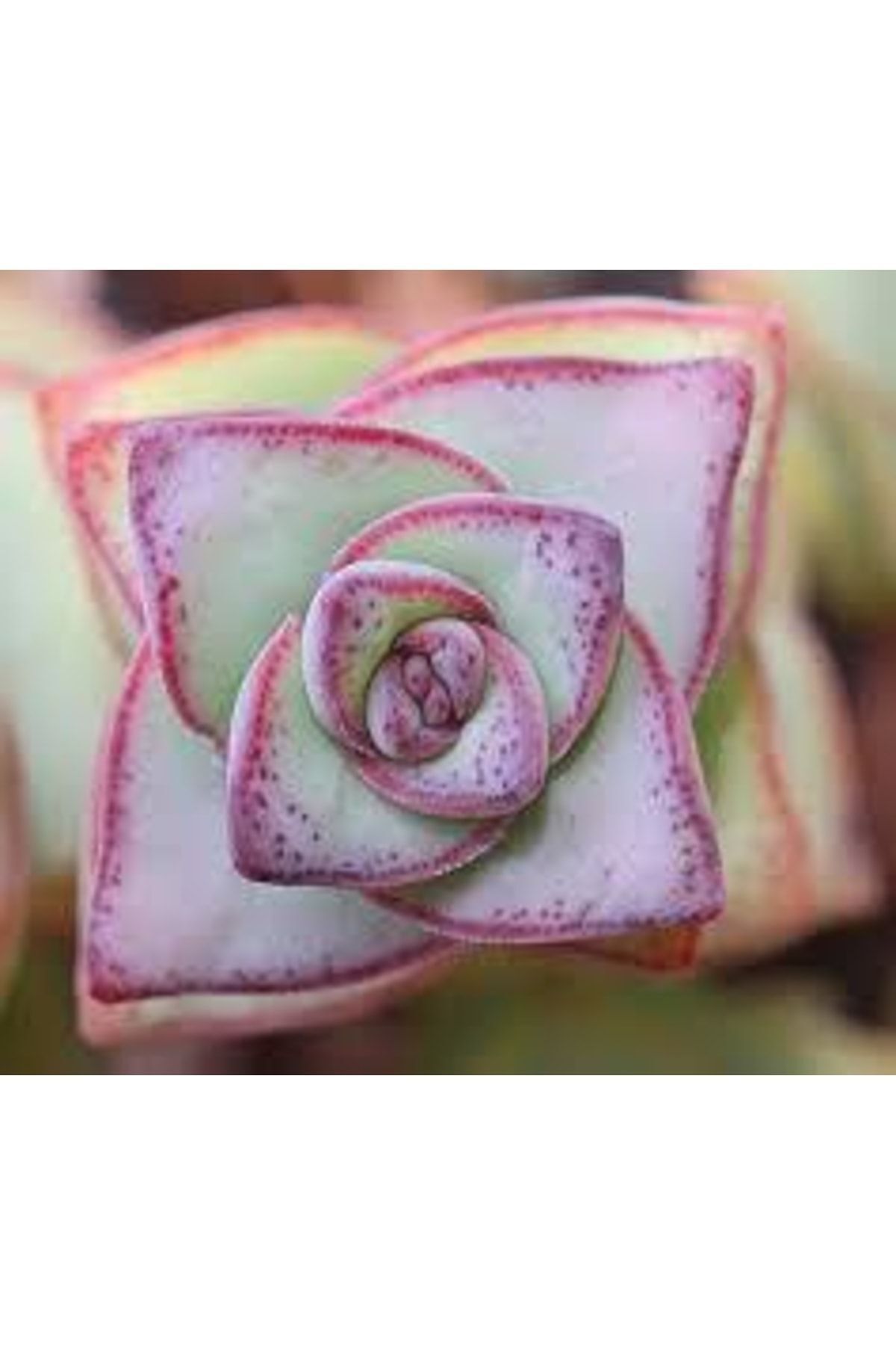 Crassula Perforata - Çilli, Güneşte Kızarır - Sukulent 3