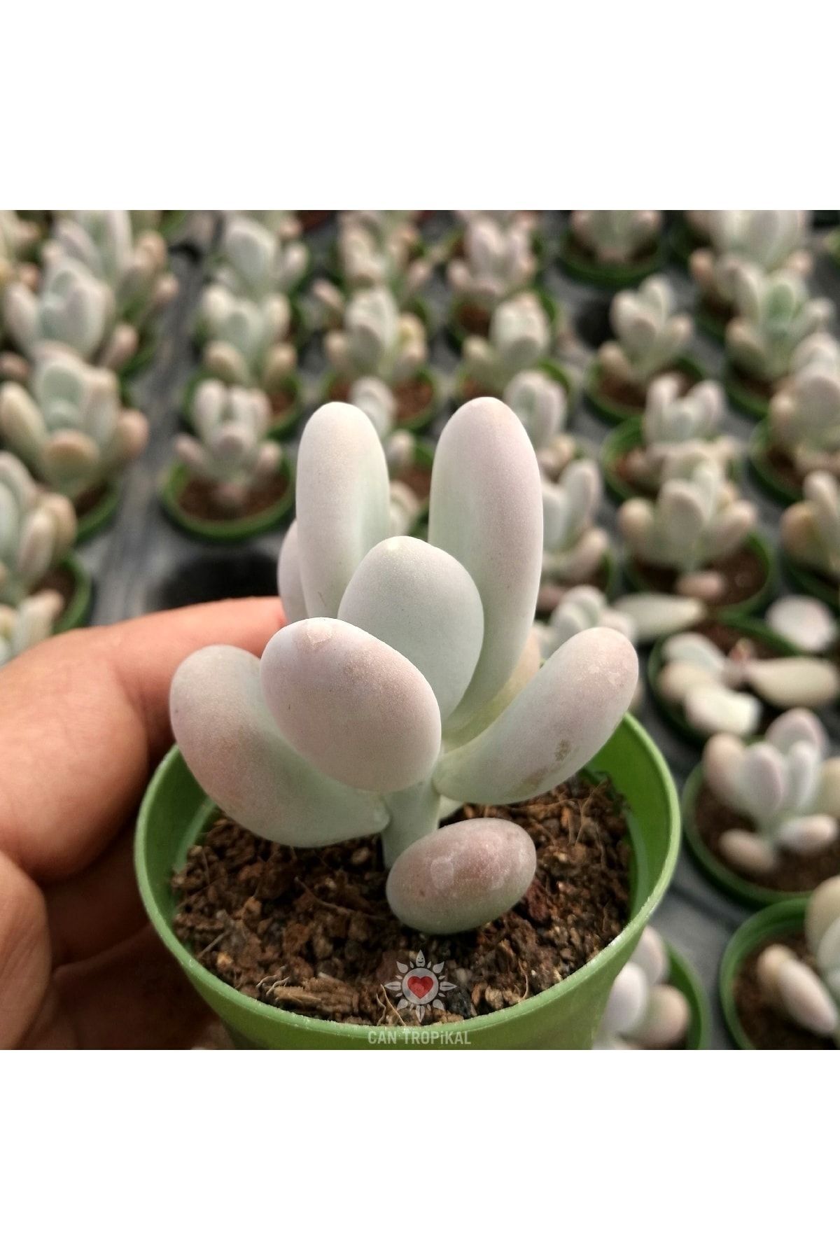 Pachyphytum Oviferum, Ay Taşı Moon Stone Tombik Yapraklı Sukulent 2