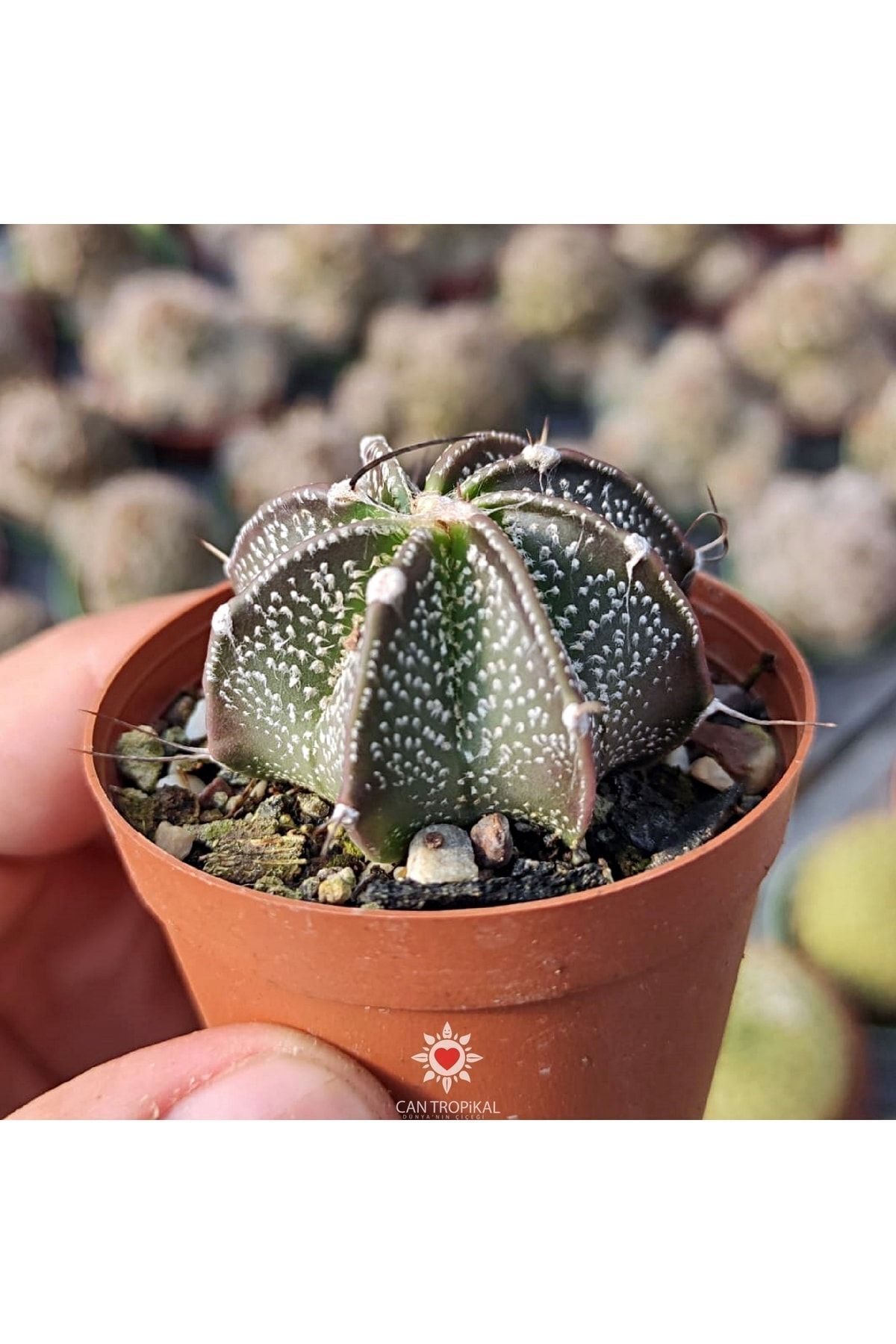 Astrophytum Capricorne Niveum, Sarı Çiçek Açan Kaktüs Sukulent 5