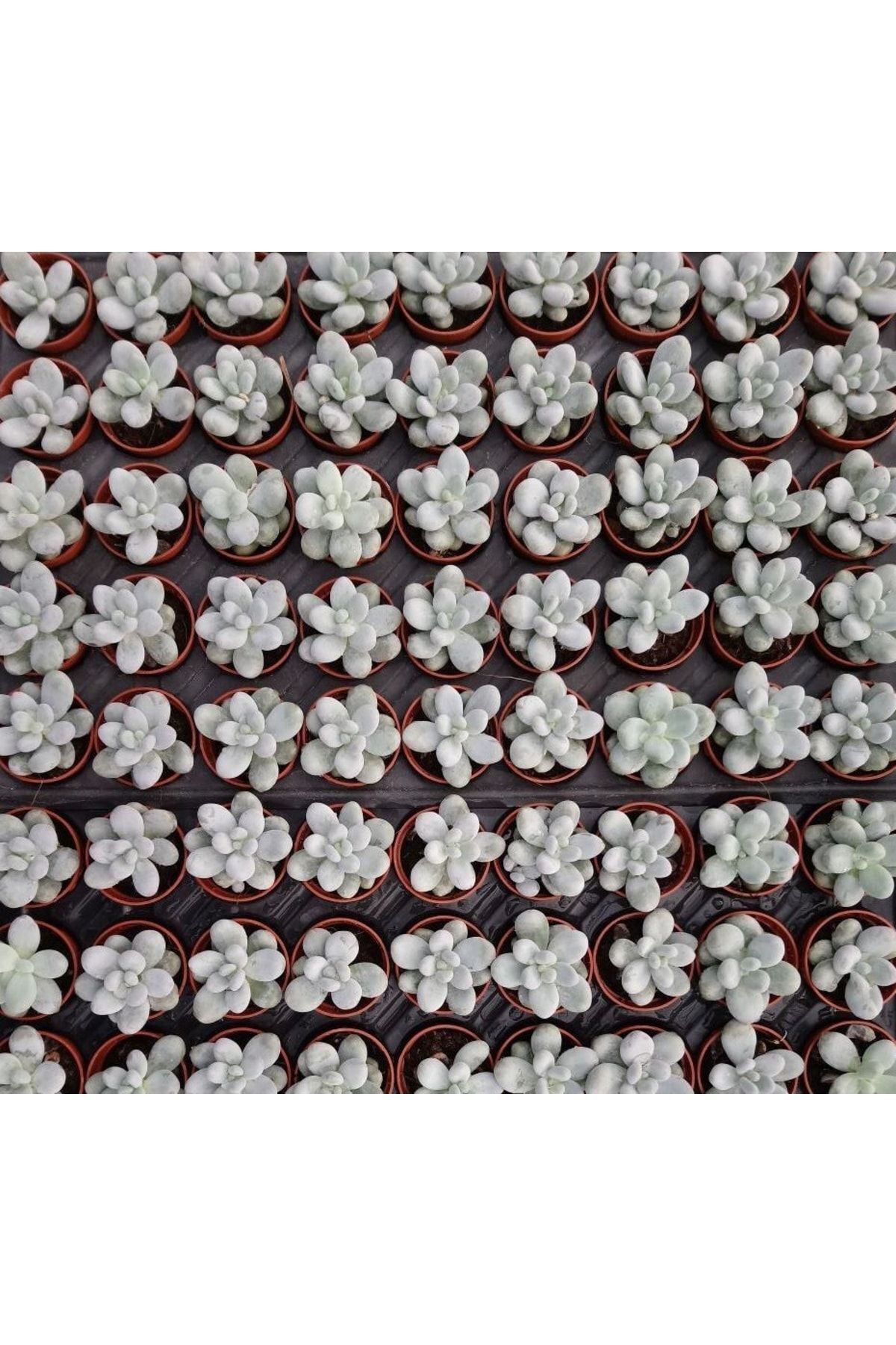 Pachyphytum Oviferum, Ay Taşı Moon Stone Tombik Yapraklı Sukulent 6