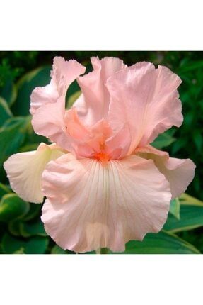 3 Adet Pudra Renkli Süsen Çiçeği Soğanı YHSDNU6741