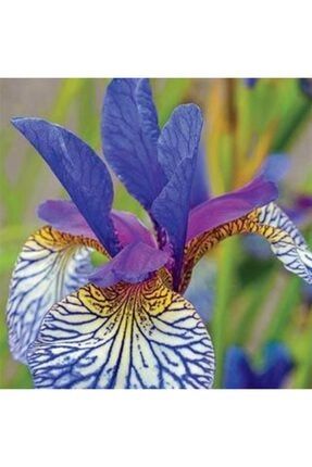 2 Adet Süsen Iris Çiçeği Soğanı Lila Gold TYC00194624101