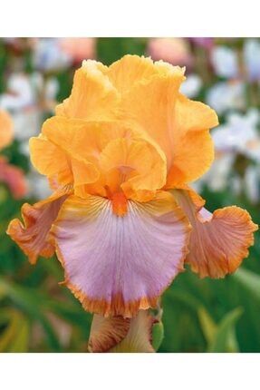 2 Adet Iris Süsen Çiçeği Soğanı-parlak Kavuniçi 32321589
