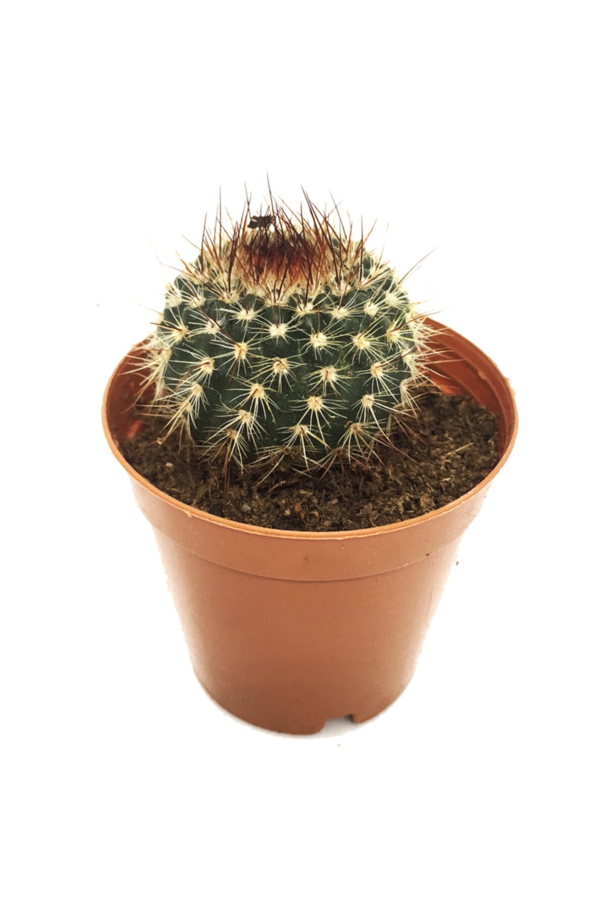 Mamillaria Spinosissima Kaktüs Yeni Seri