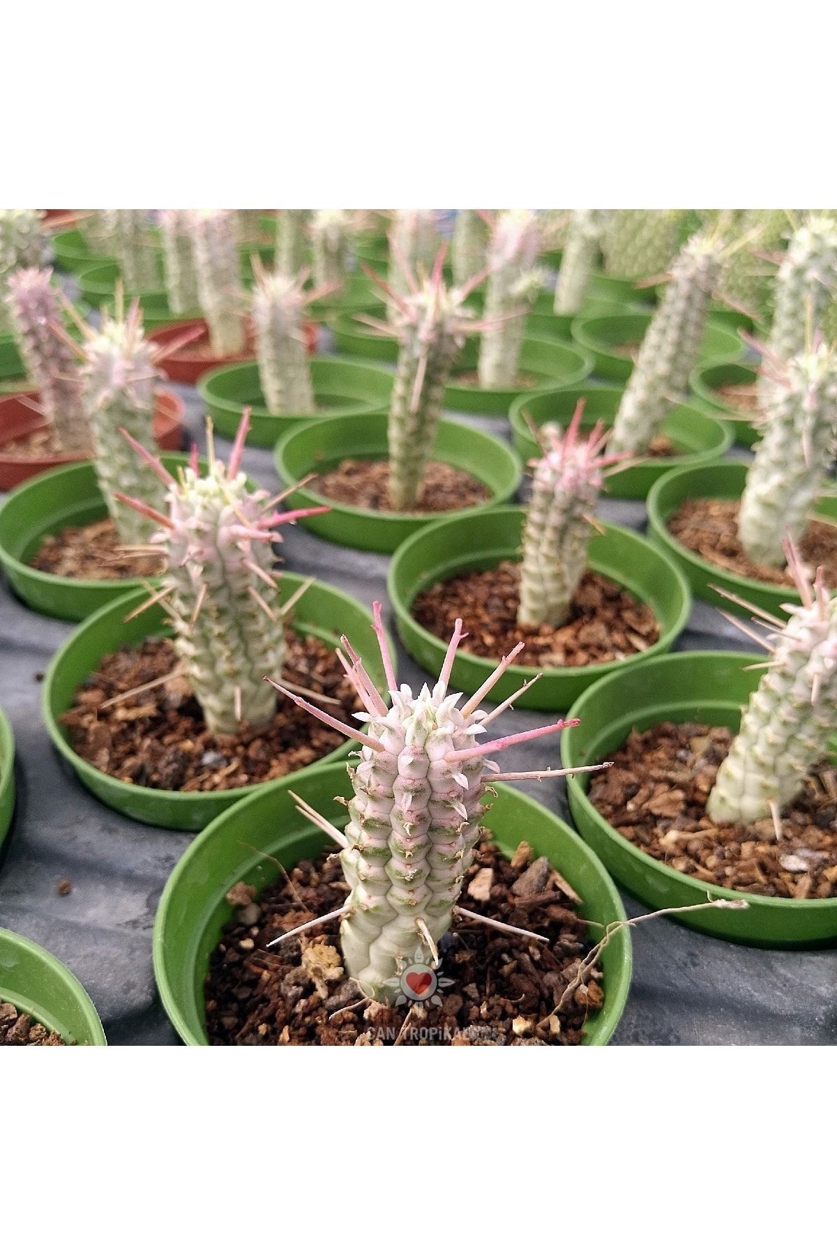Euphorbia Mammillaris Variegata Sukulent Nadir Kaktüs 2