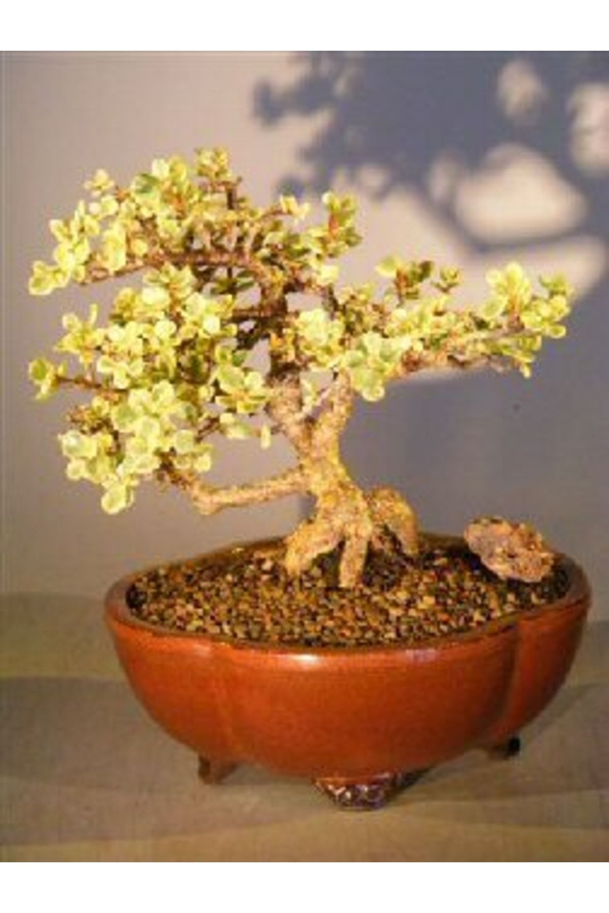Crassula Mediopicta Bicolor Bonsai Sanatına Uygun Renkli Sukulent 4