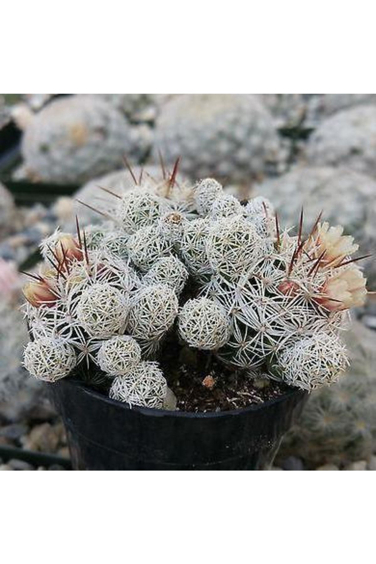 Mammillaria Gracilis Arizona Snowcap Benzeri Çiçek Açan Kaktüs 4