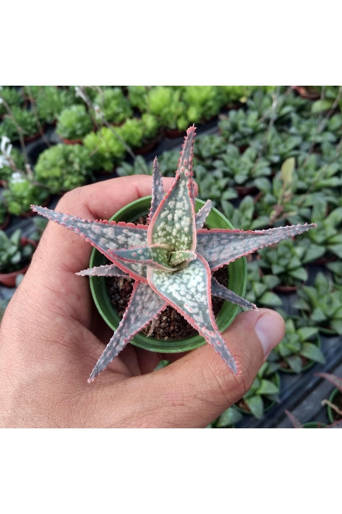 Aloe Bright Star. Pembe Kenar Çizgisi Beyaz Bebekli Sukulent 2