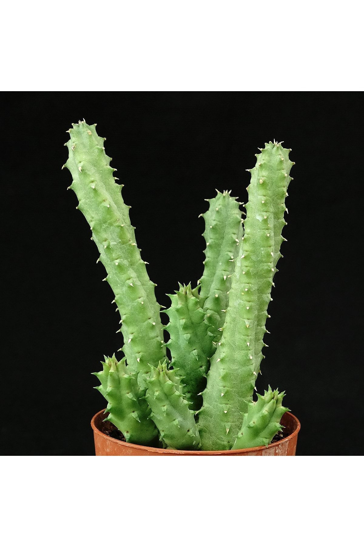 Huernia Angolensis - Çiçek Açan Sukulent - Leş Kaktüs 2