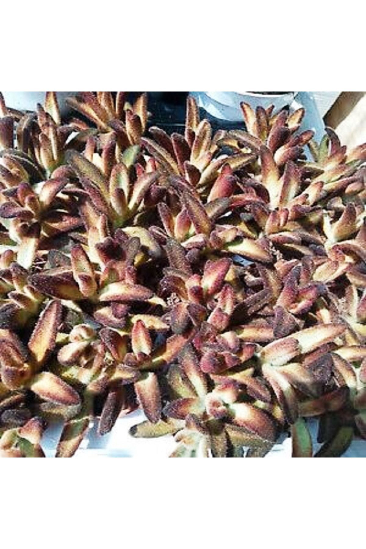 Kalanchoe Tomentosa Nigra Uçuk Çukulata Renginde Yapkaklar Sukulent 5