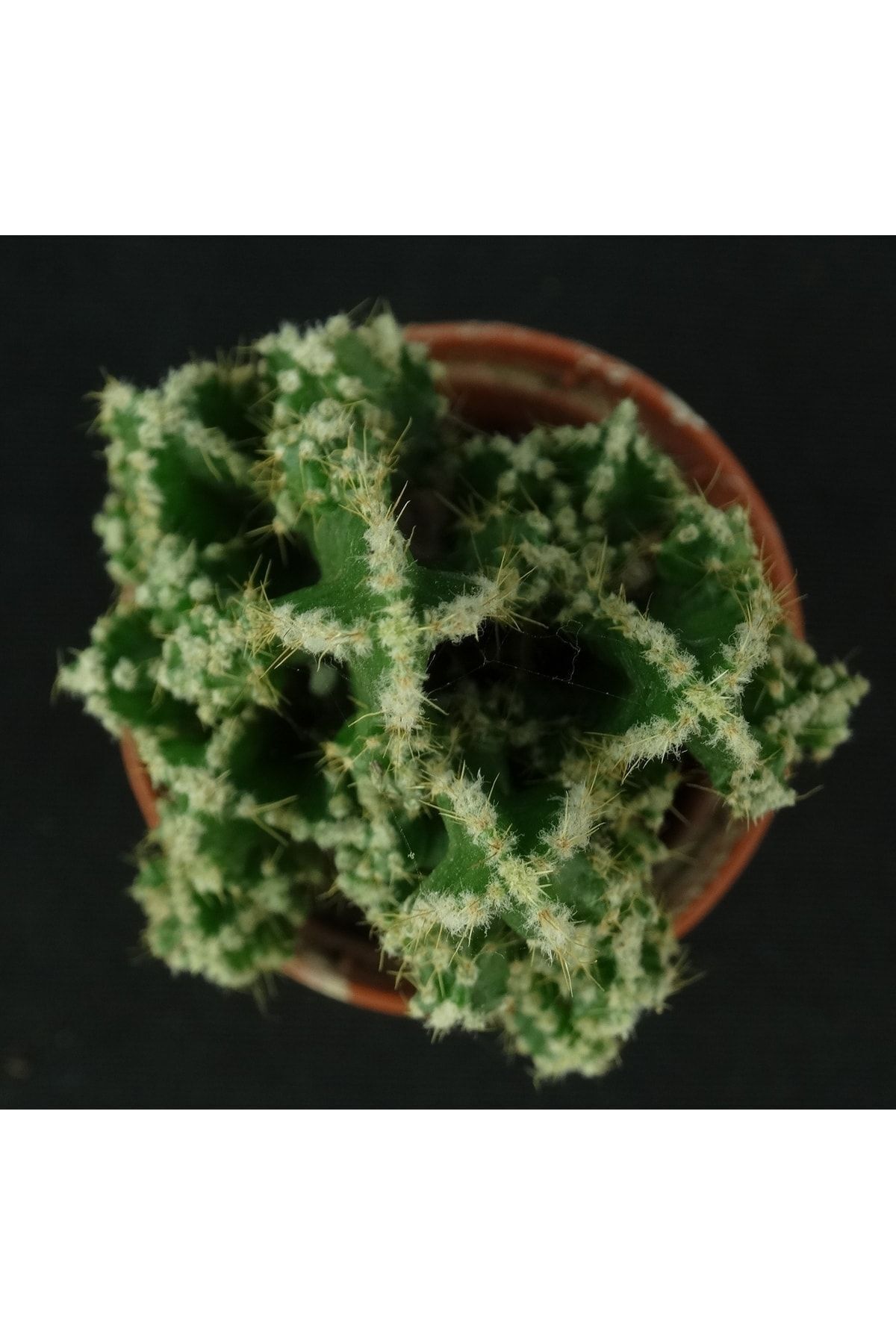Cereus Peruvianus - Peri Kalesi - Kaktüs 3