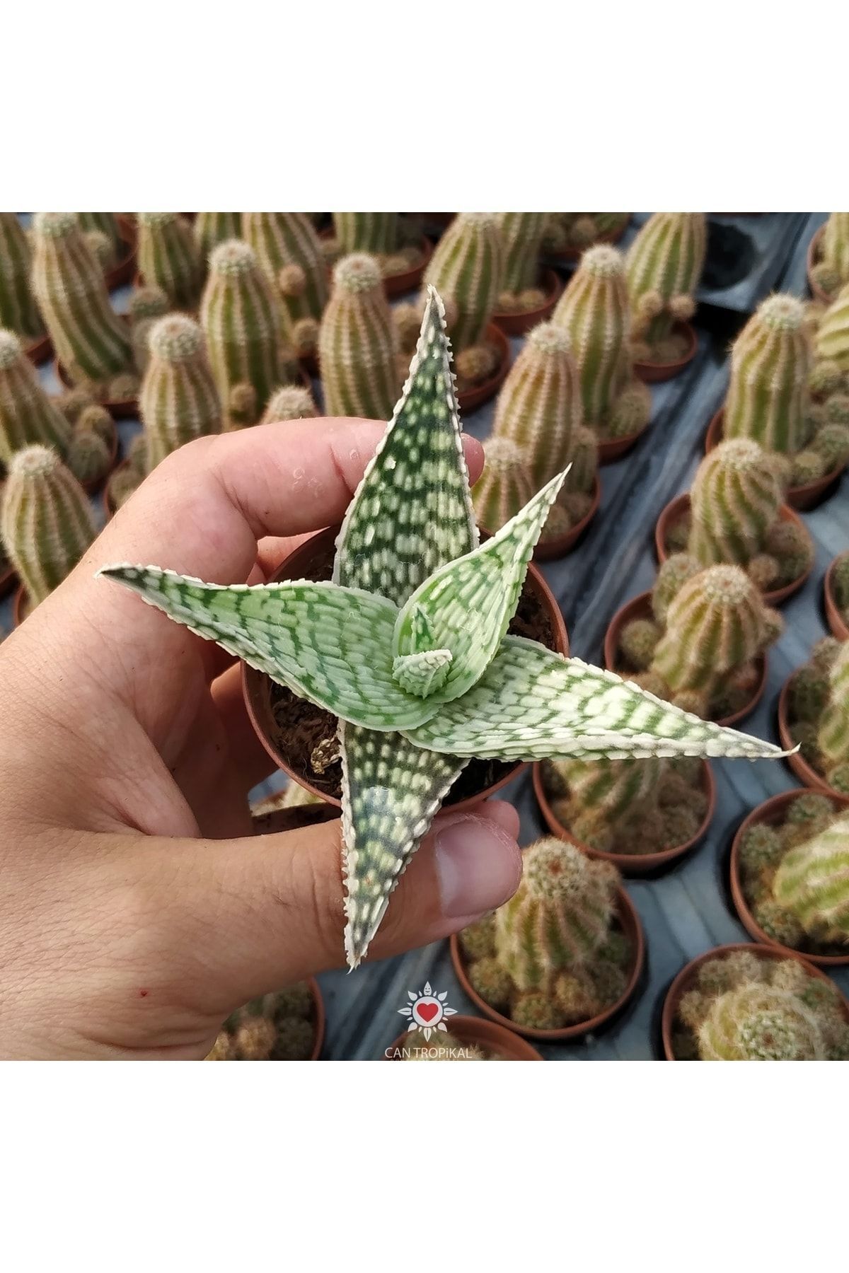 Aloe Hybrid Rare Çok Nadir Kaktüs Sukulent 2