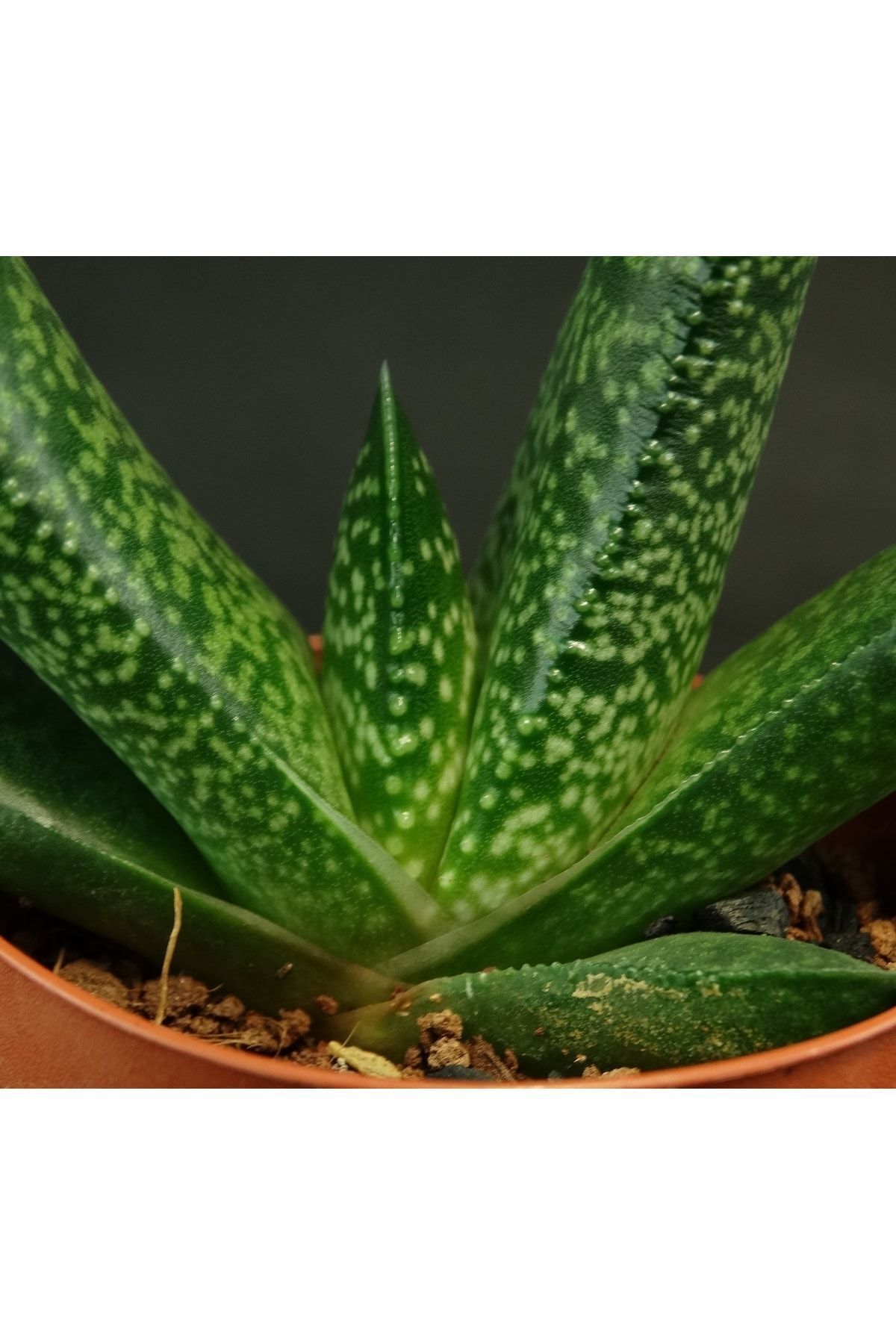 Gasteria Carinata Giant - Sukulent 2