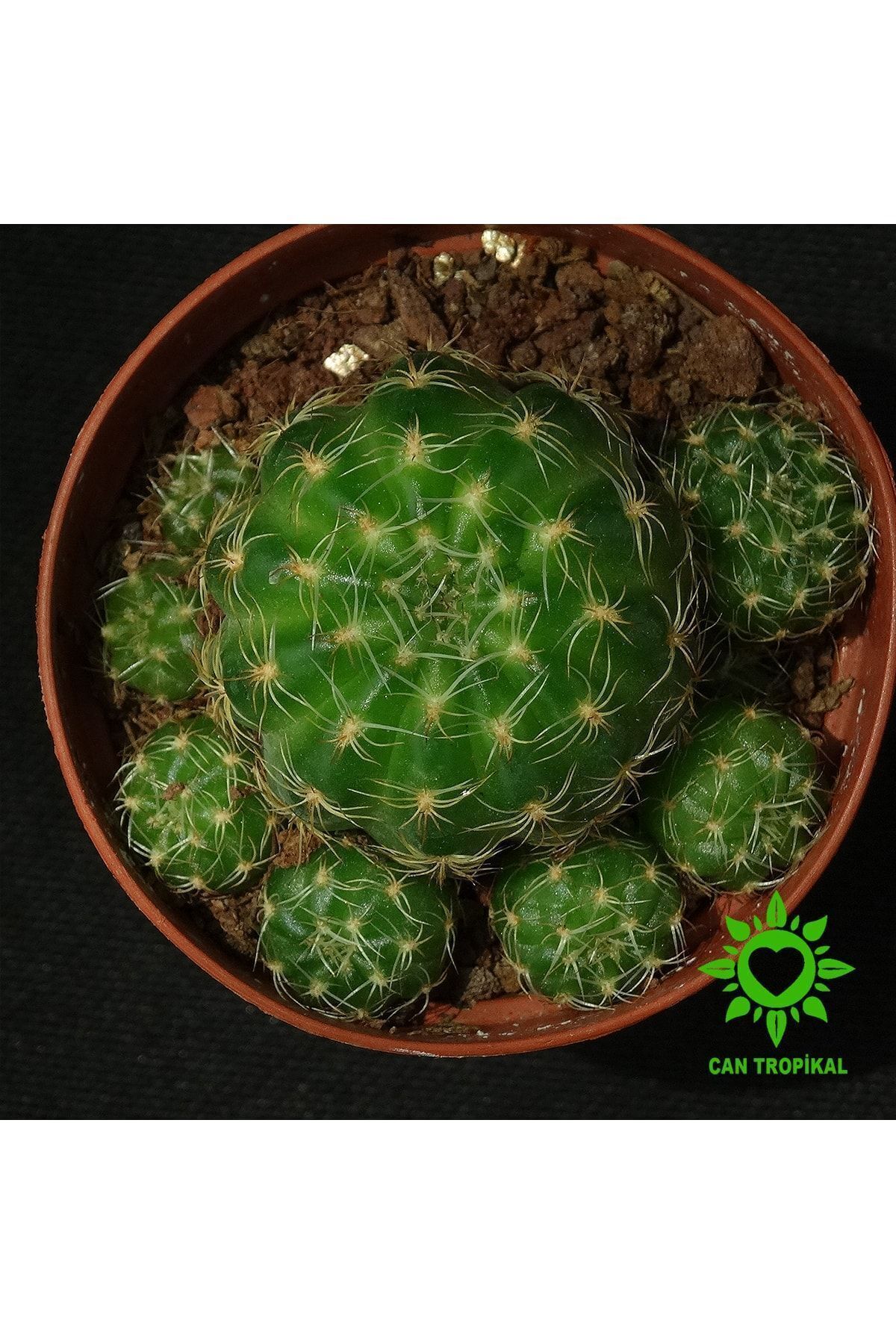Lobivia Arachnacantha - Sarı Renk Çiçek Açar - Kaktüs 5