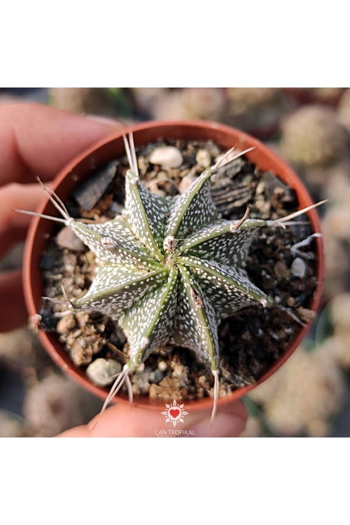 Astrophytum Capricorne Niveum, Sarı Çiçek Açan Kaktüs Sukulent 2