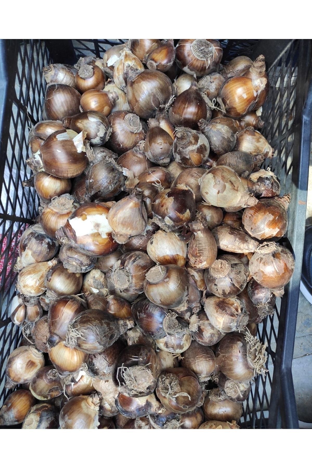 Mis Kokulu Karaburun Nergisi Soğanı 5 Adet 3