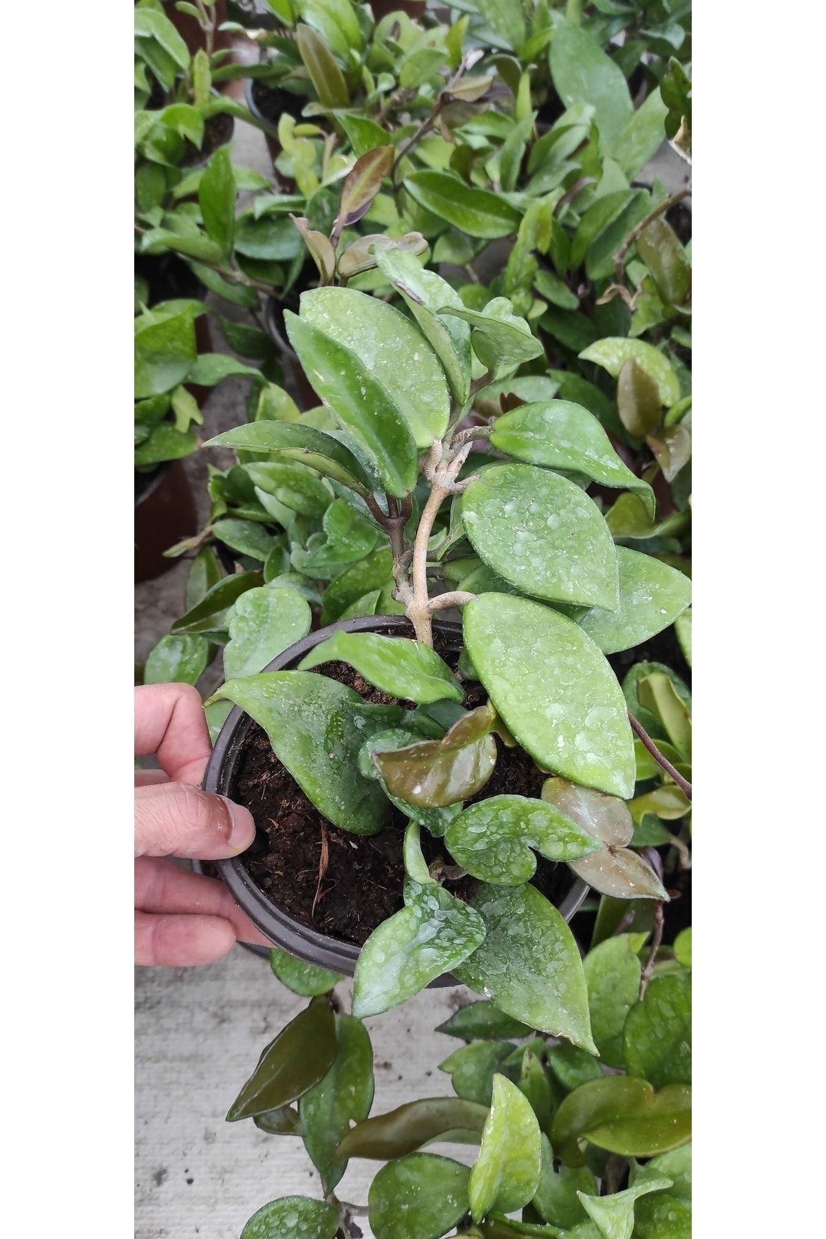 Mum Çiçeği 13 Cm Saksıda Pembe Renkli Çok Köklü Dolgun Ve Formlu 2