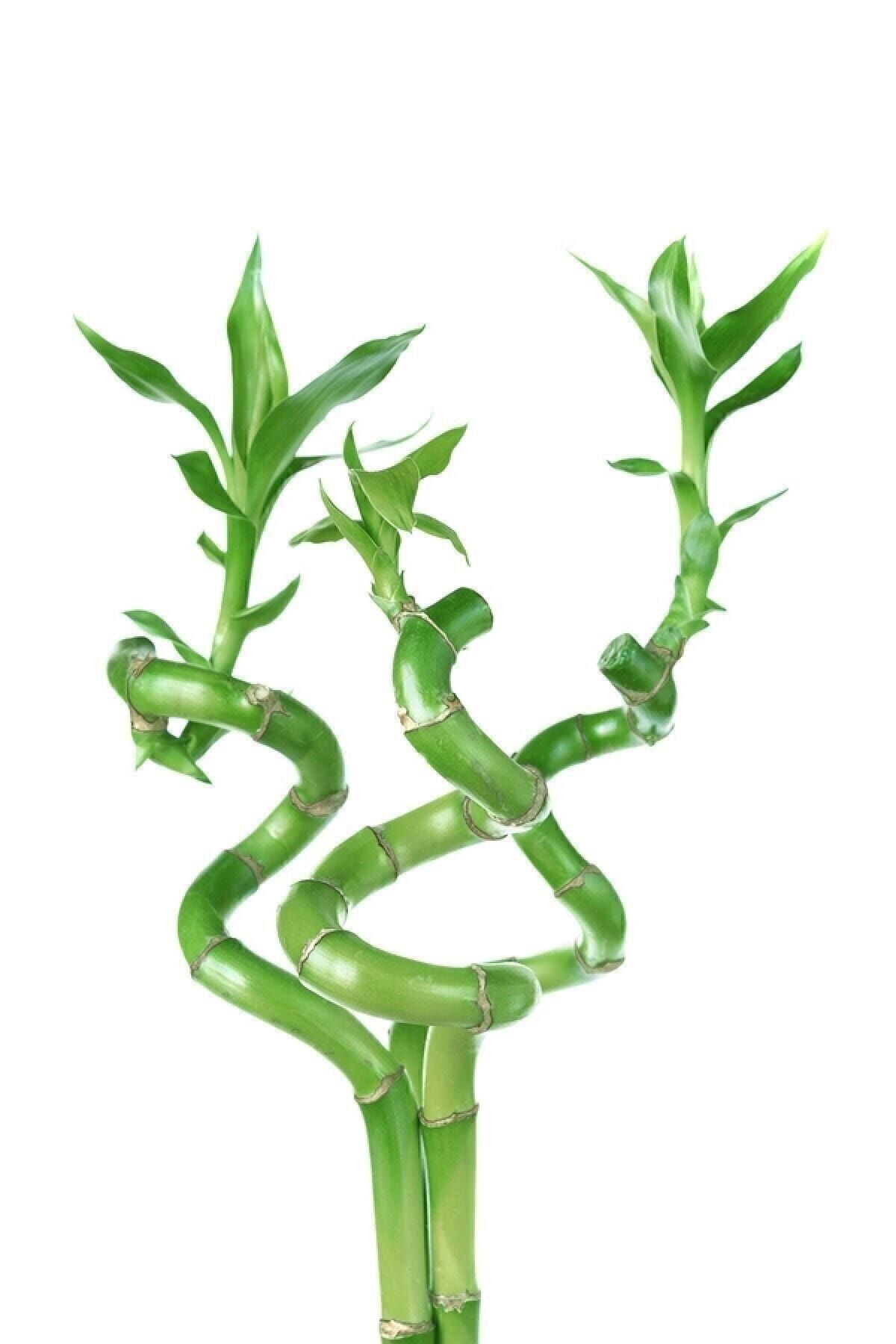 Lucky Bamboo Lucky Bamboo 40-50cm 2pcs