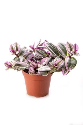 Niwa Botanic Ludisia Discolor Jewel Orchid Mucevher Orkide Trendyol