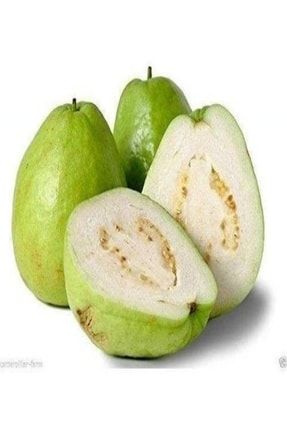Tüplü Armut Guava Fidanı-meyve Verme Durumunda DNTVZ347