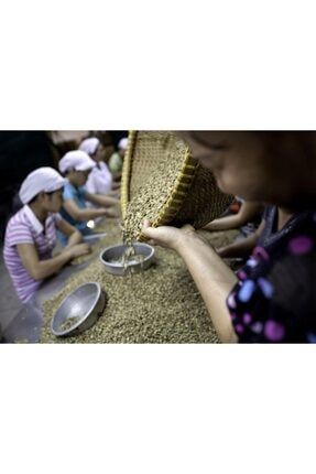 Vietnam Decaf (kafeinsiz) Robusta Çiğ Kahve Çekirdeği - 1 Kg 466.989.35
