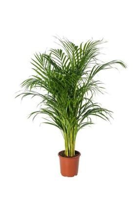 Fidanburada Areka Palmiyesi Areca Dypsis Lutescens 70 90 Cm Ithal Trendyol