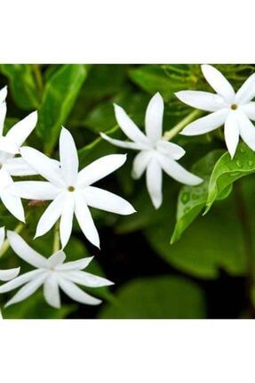 Beyaz Izmir Yasemin Çiçeği Fidanı 40 Cm sdfghgfd