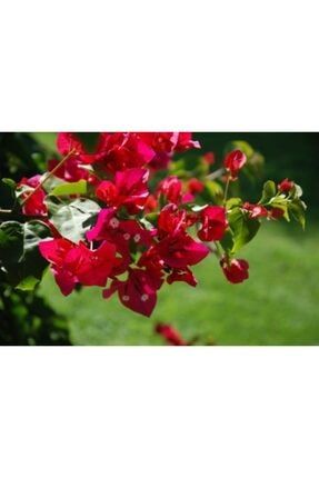 Kırmızı Begonvil Çiçeği Fidanı 60 Cm Saksılı sddfghjkl