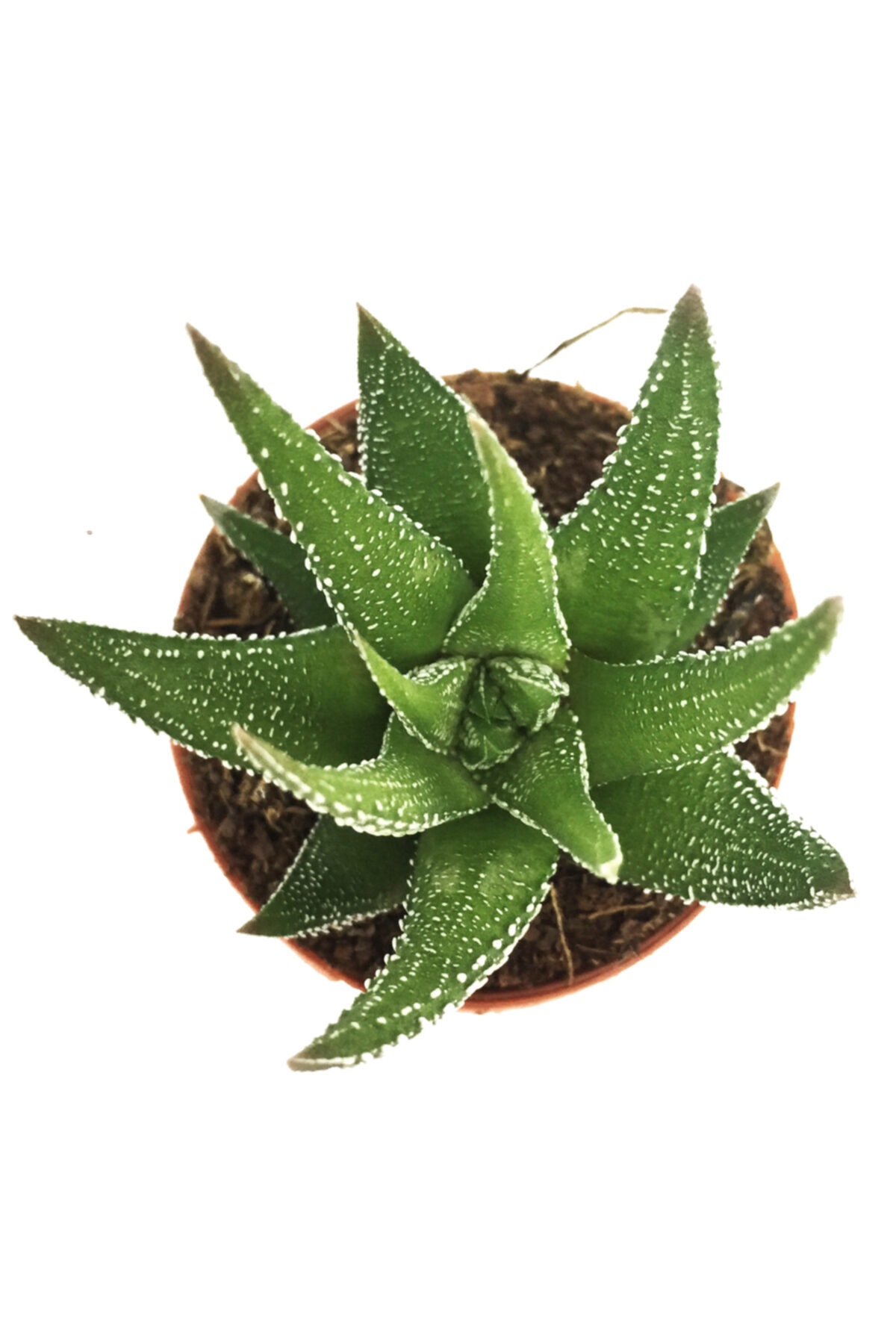 Haworthia Zebra Kaktüs Yeni Seri 2