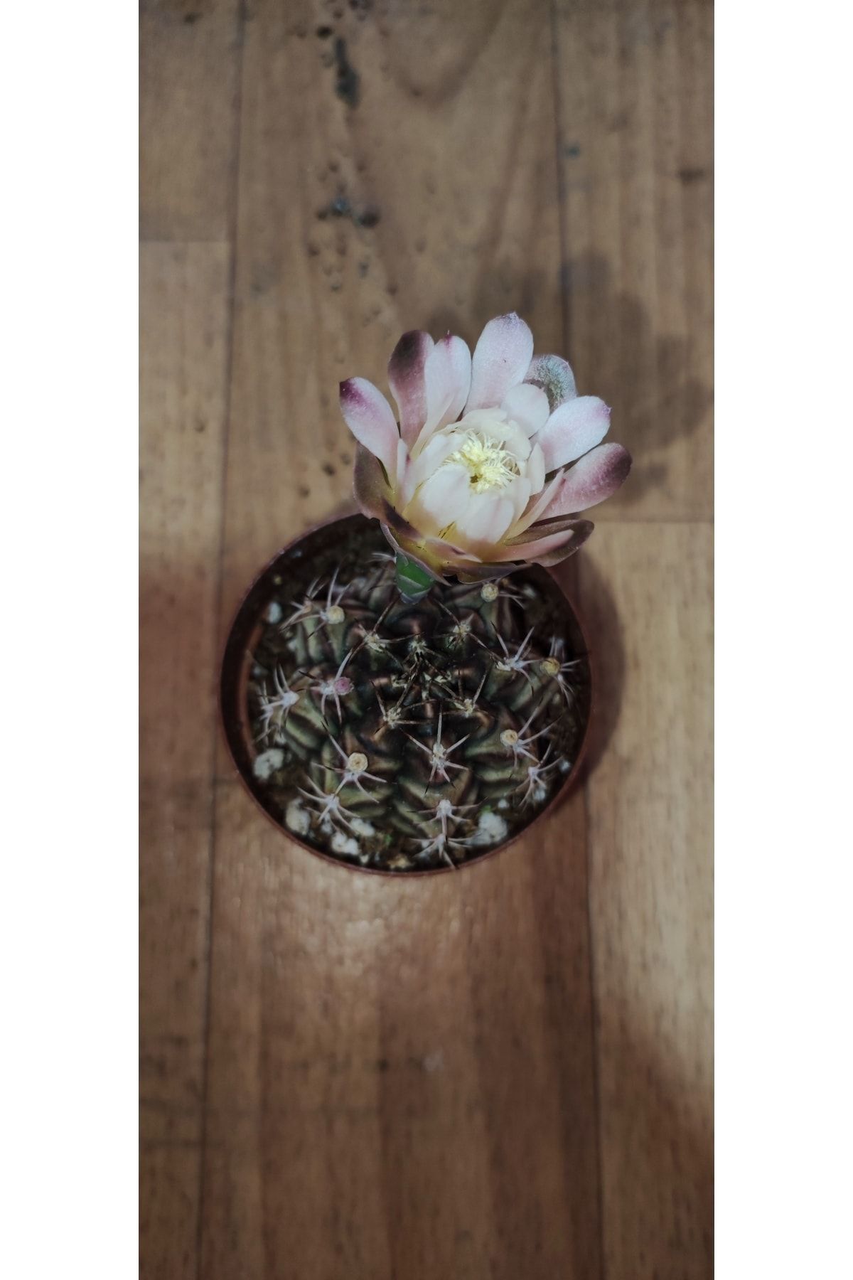 Gymnocalycium Milhanovichii Cactus ( 5,5 Cm Saksıda Çok Nadir Tür Çiçek Açan Kaktüs ) 3