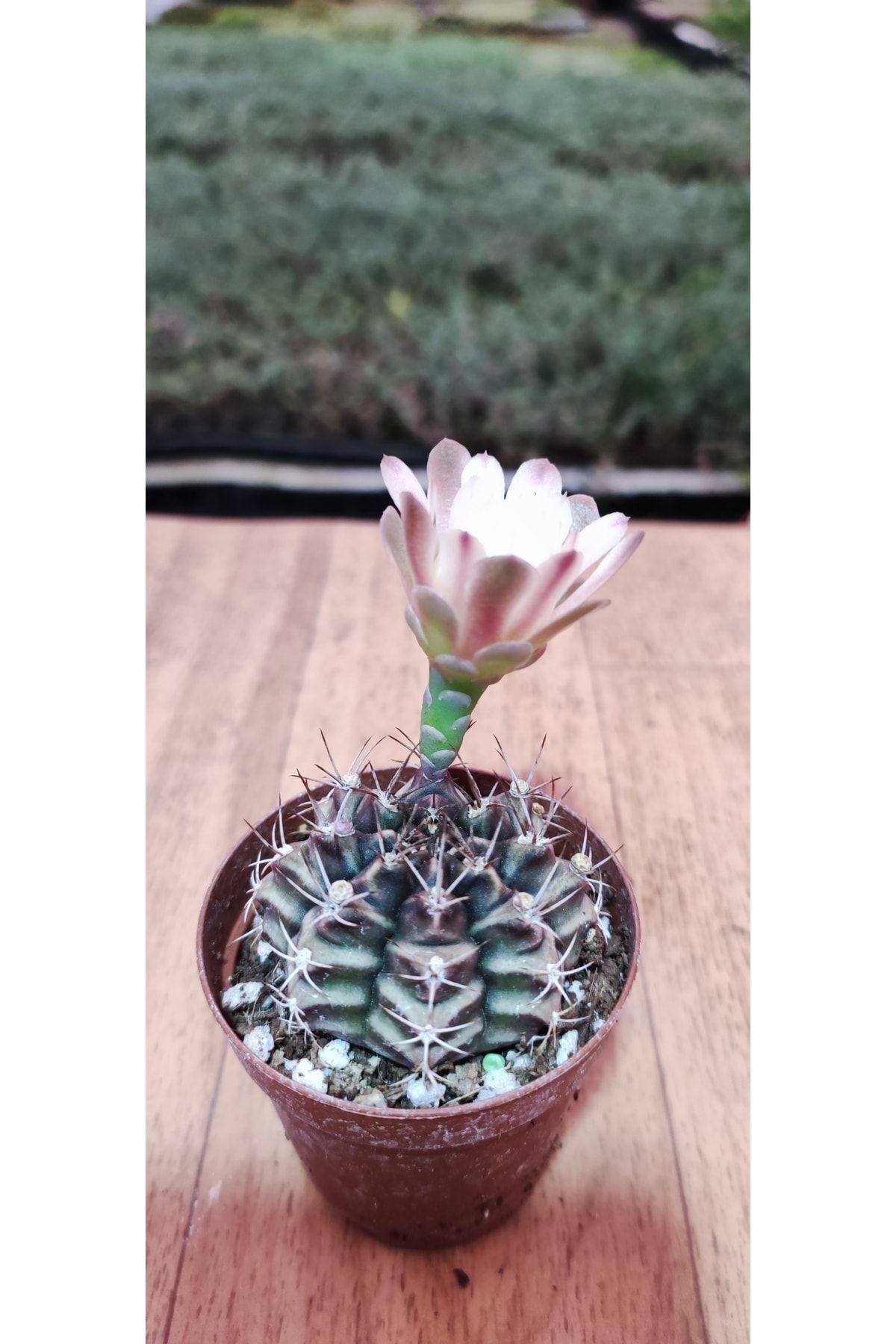 Gymnocalycium Milhanovichii Cactus ( 5,5 Cm Saksıda Çok Nadir Tür Çiçek Açan Kaktüs ) 2