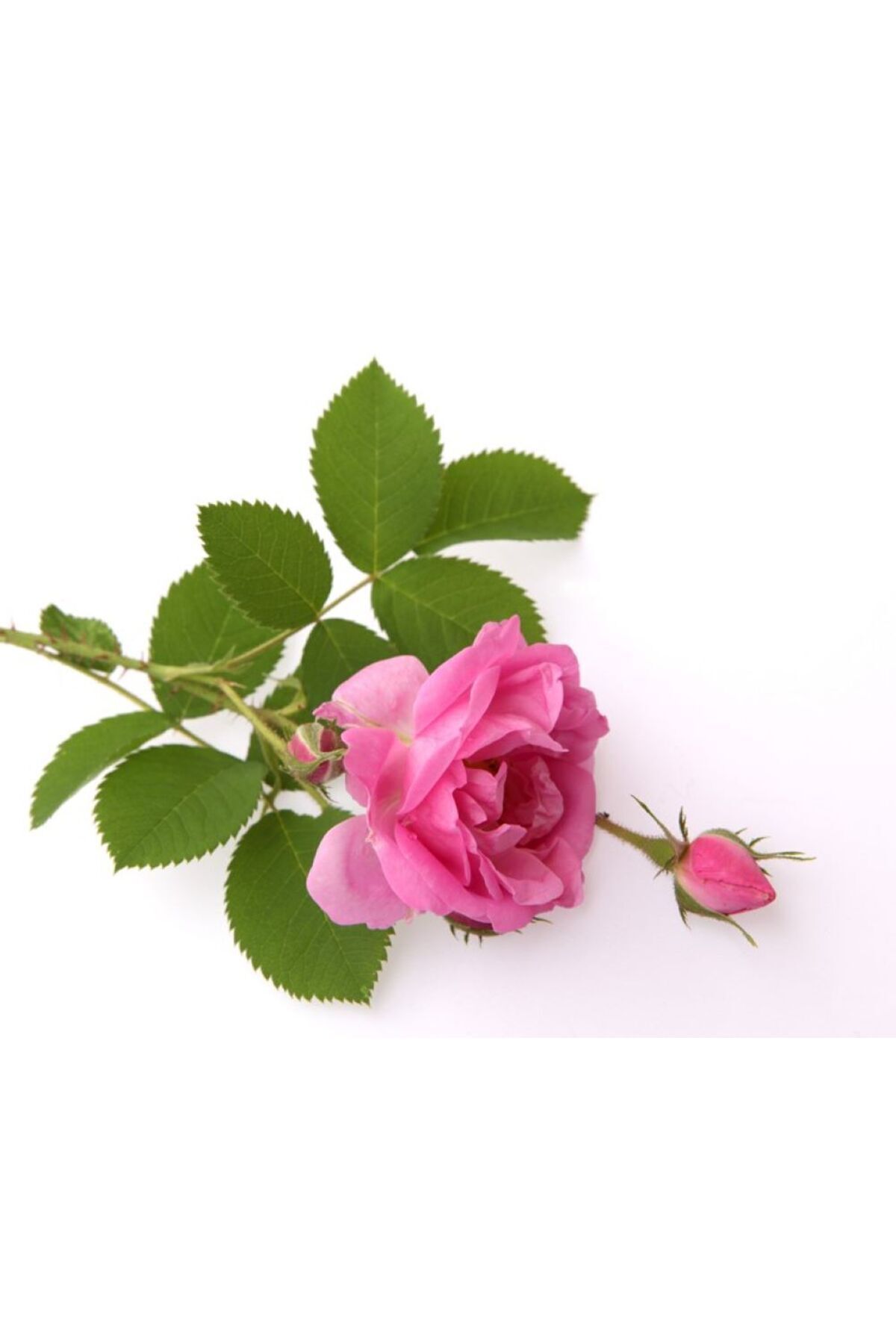 Rosa Hydrosol Aromatheraphy 100 ml Rosa Damascena NATURE&NURTURE