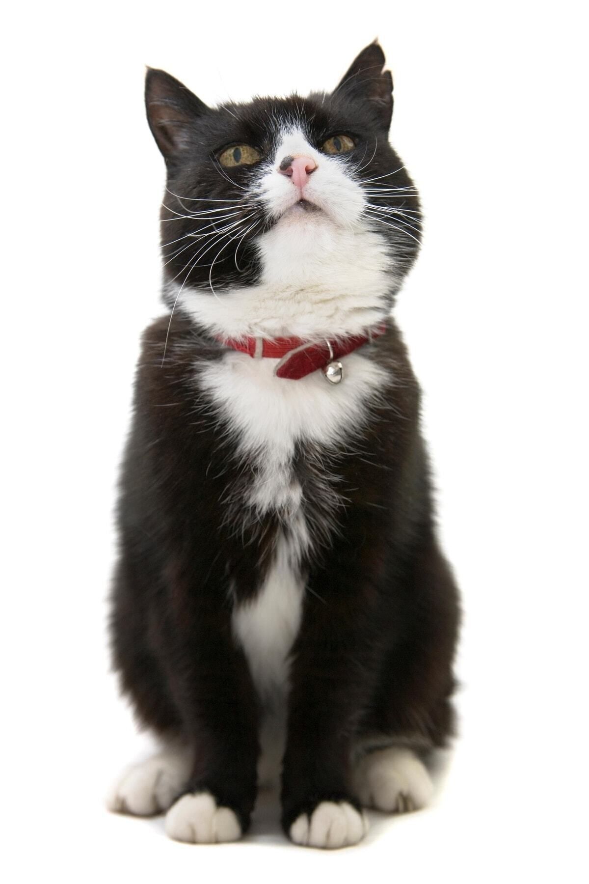 dedektifia Duman Nerede Çocuk Dedektif Oyunu fotoğrafı 7 (önizleme)