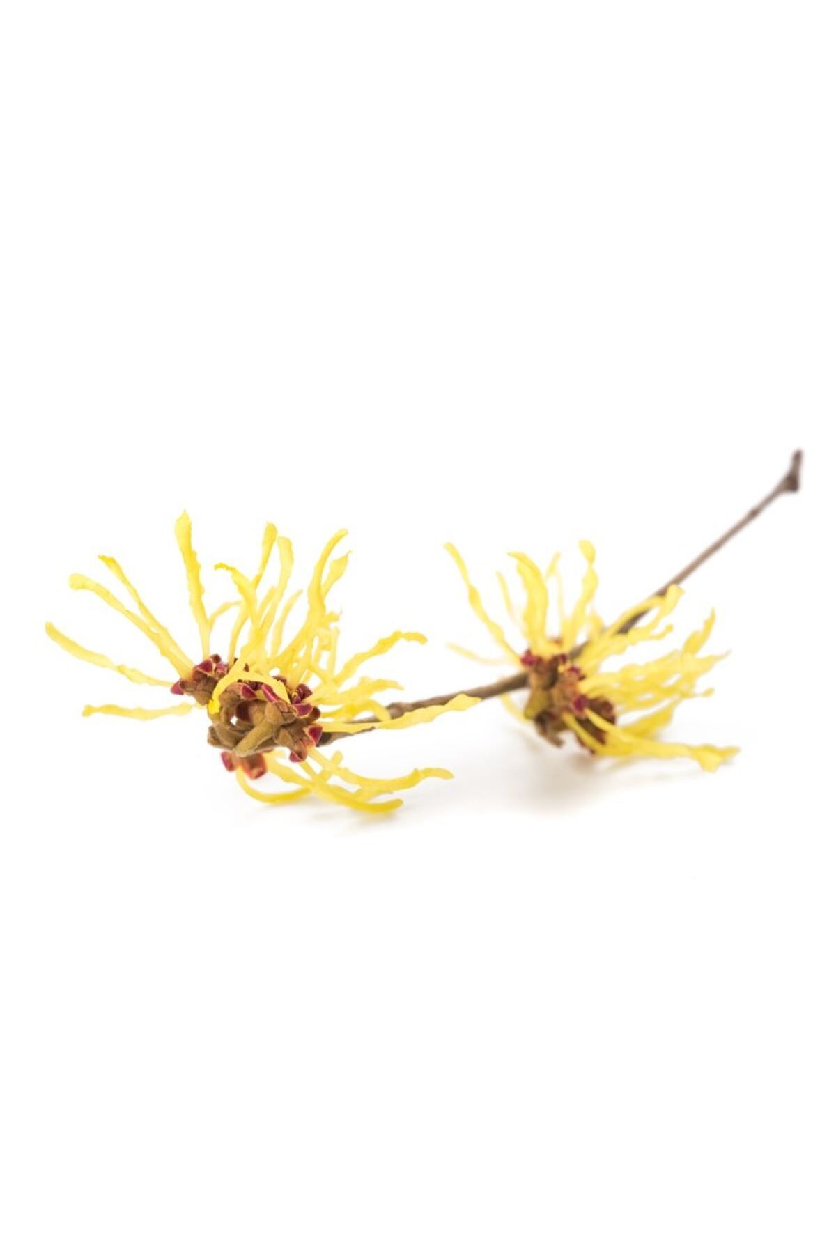 ویچ هازل هیدروسل رایحه درمانی 100 میلی لیتر Hamamelis Virginiana NATURE&NURTURE