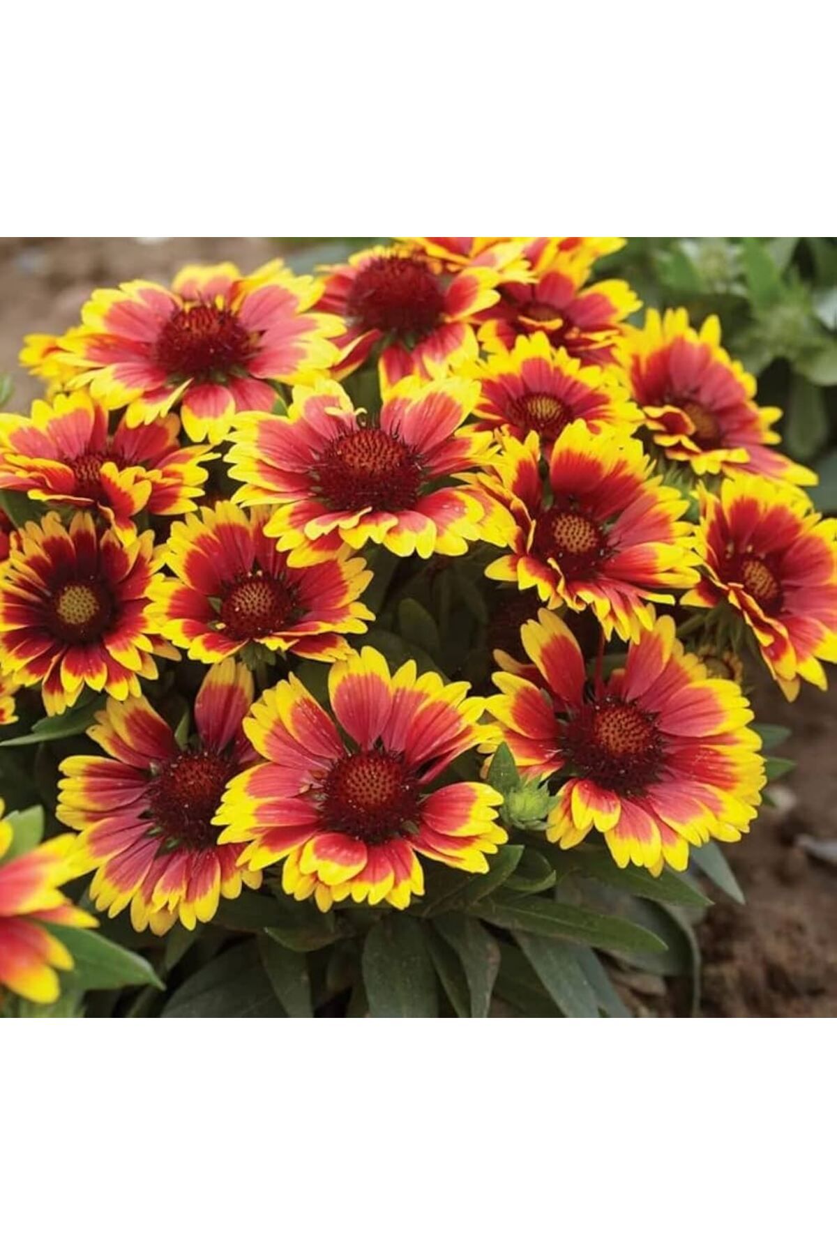 Gaillardia grandiflora 2025