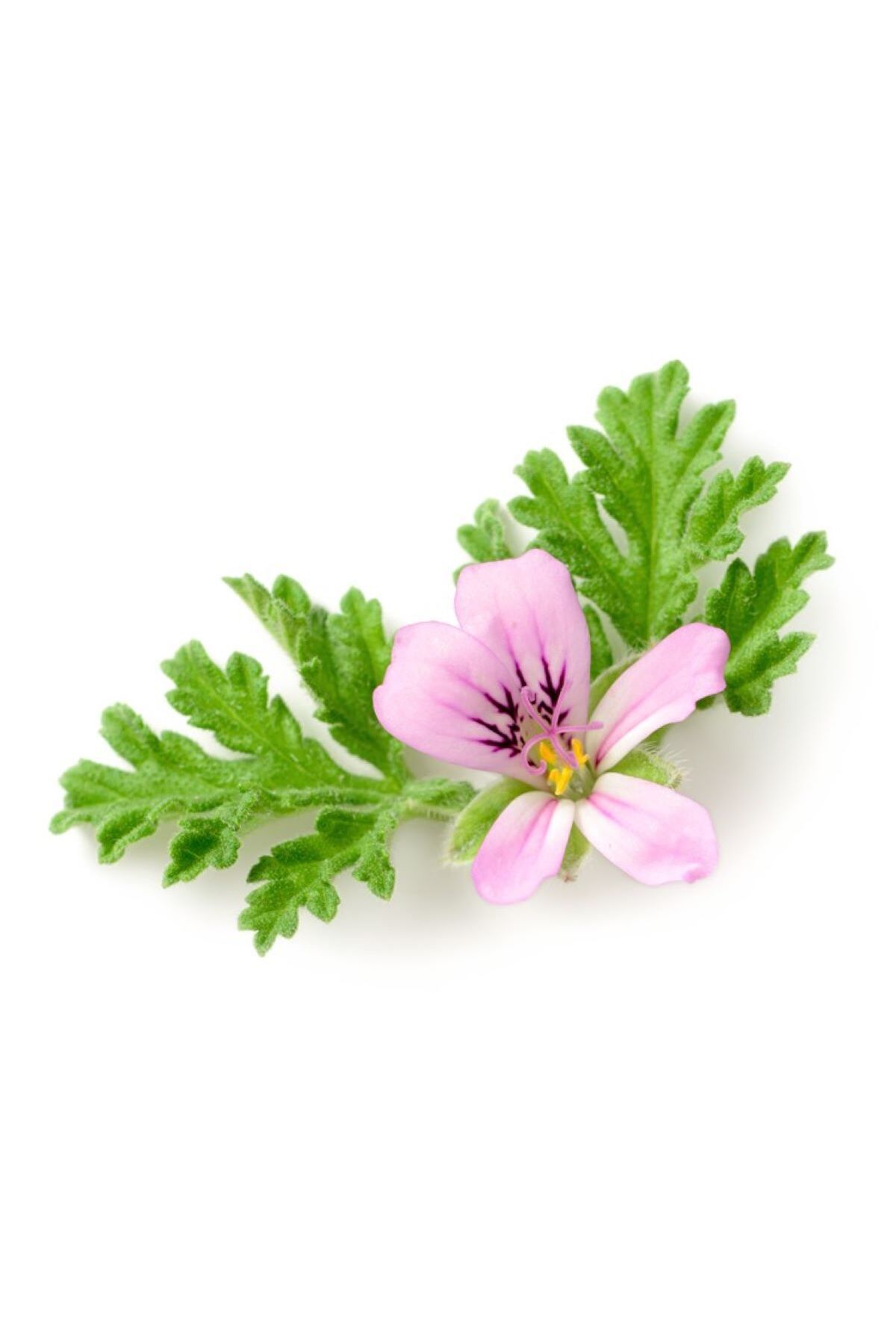 آروماتراپی هیدروسول شمعدانی 100 میلی لیتر پلارگانیوم گروولنز NATURE&NURTURE