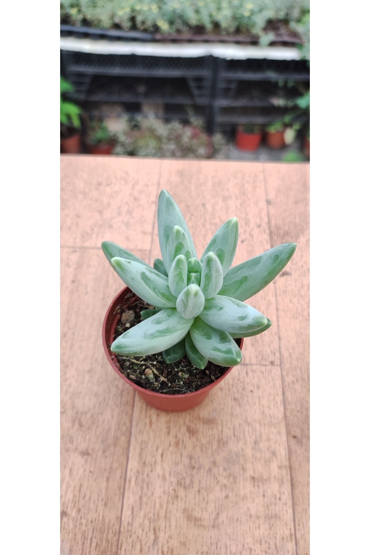 Pachyphytum Compactum Little Jevel ( 5.5 Cm Saksıda ) 2