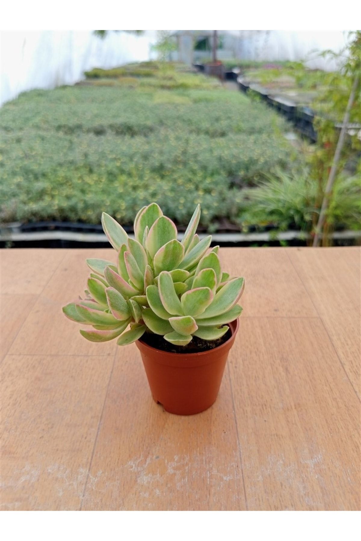 Crassula Ovata Alacalı Money Maker Sukulent 5,5 Cm Saksıda