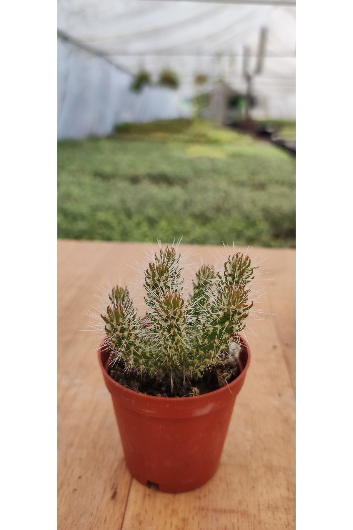 Opuntia Spinosior ( 5.5 Cm Saksıda )