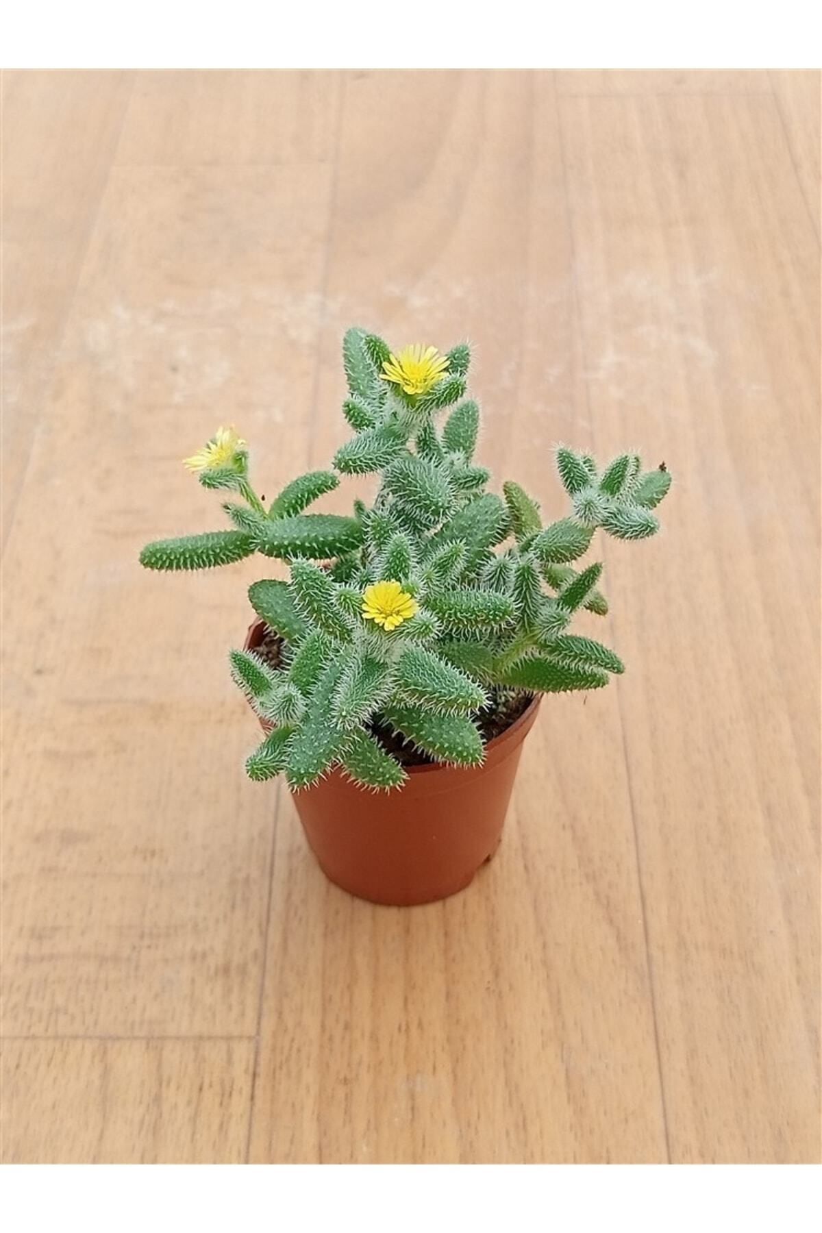Delosperma Echinatum ( 5,5 Cm ) Sarı Çiçek Açan Dolgun Ve Formlu Sukulent 2