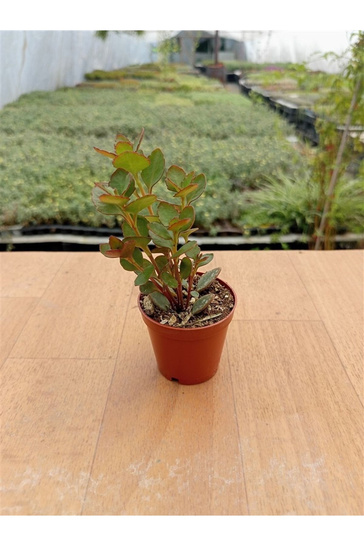 Kalanchoe Manginli ( 5,5 Cm ) 2