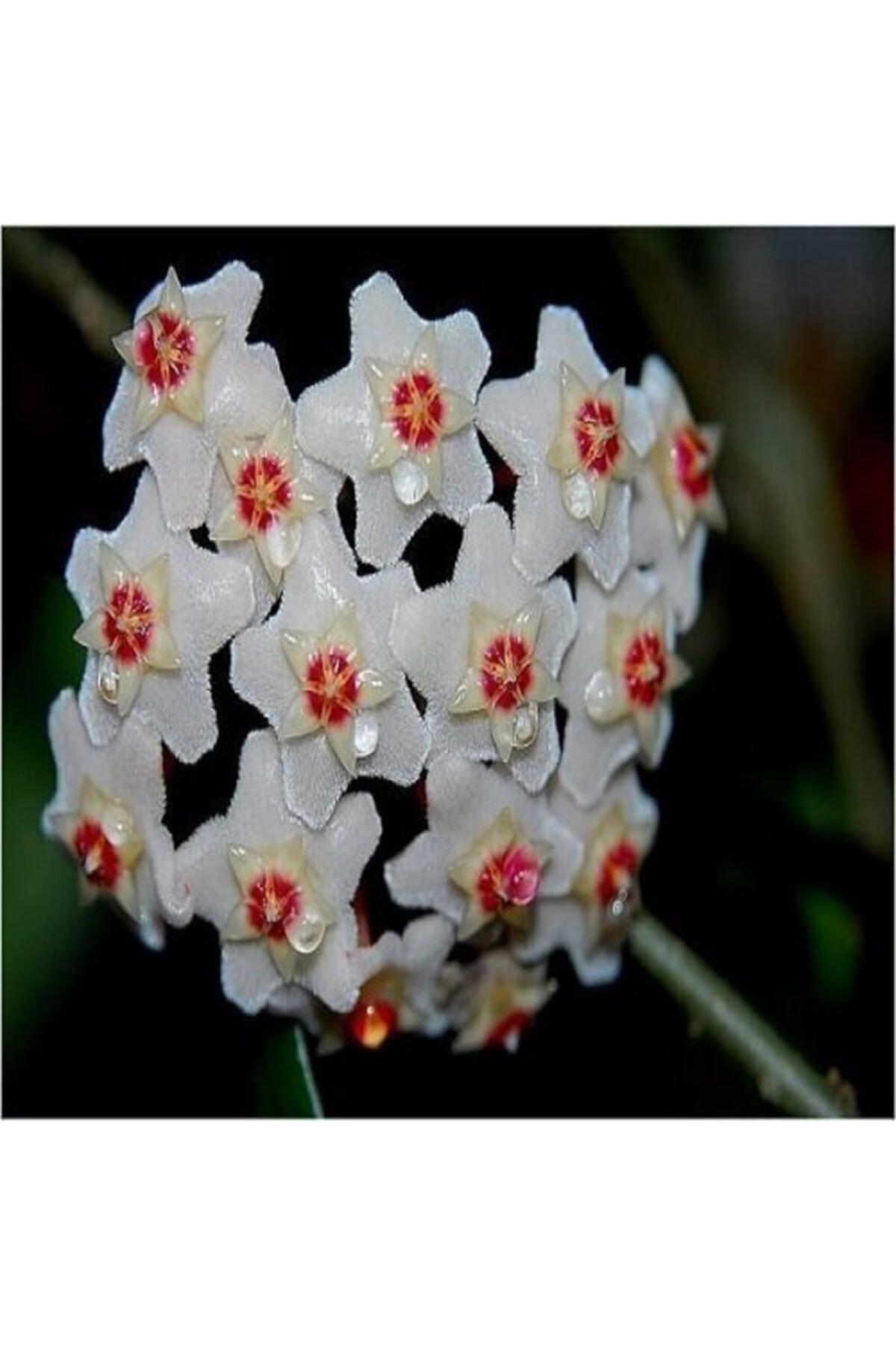 Mum Çiçeği 12cm Saksıda 4
