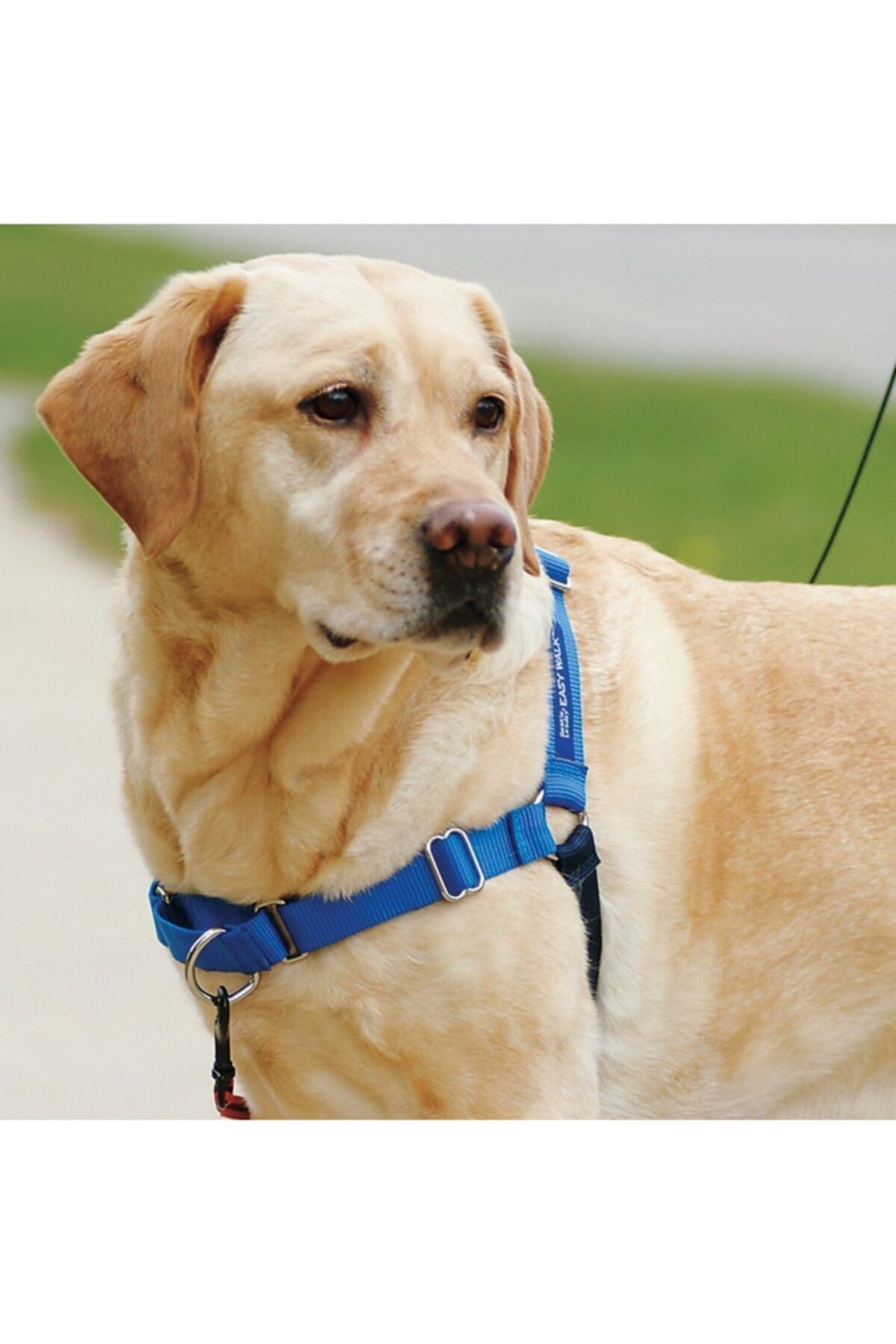 Petsafe deluxe easy hot sale walk harness
