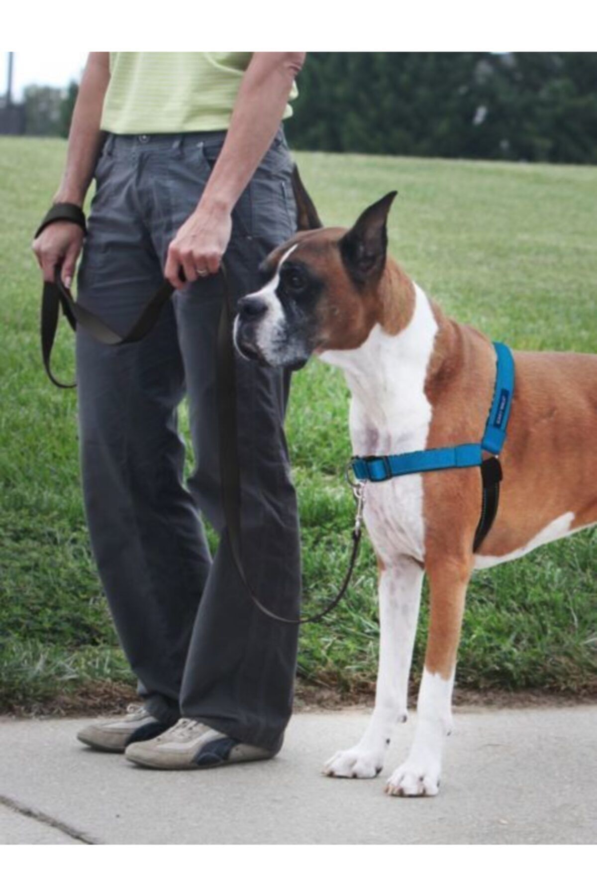 Deluxe easy walk best sale harness