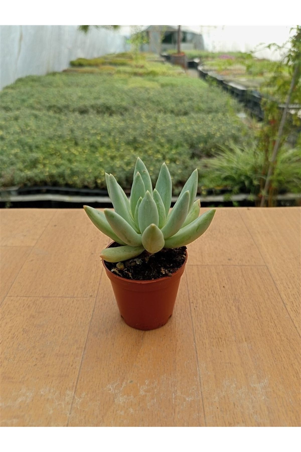 Pachyphytum Hookeri ( 5,5 Cm )