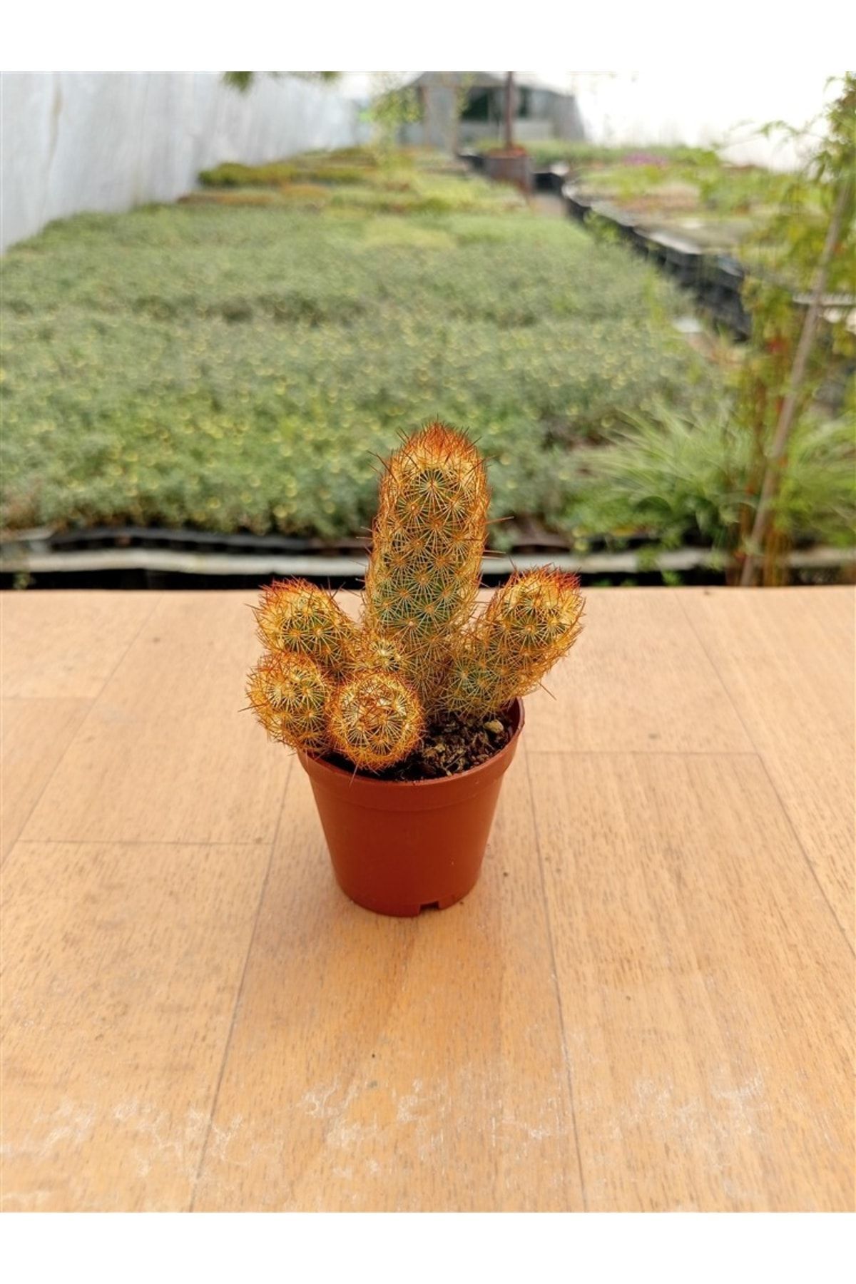 Lady Finger Mammillaria Elongata ( 5,5 Cm Saksıda ) 2