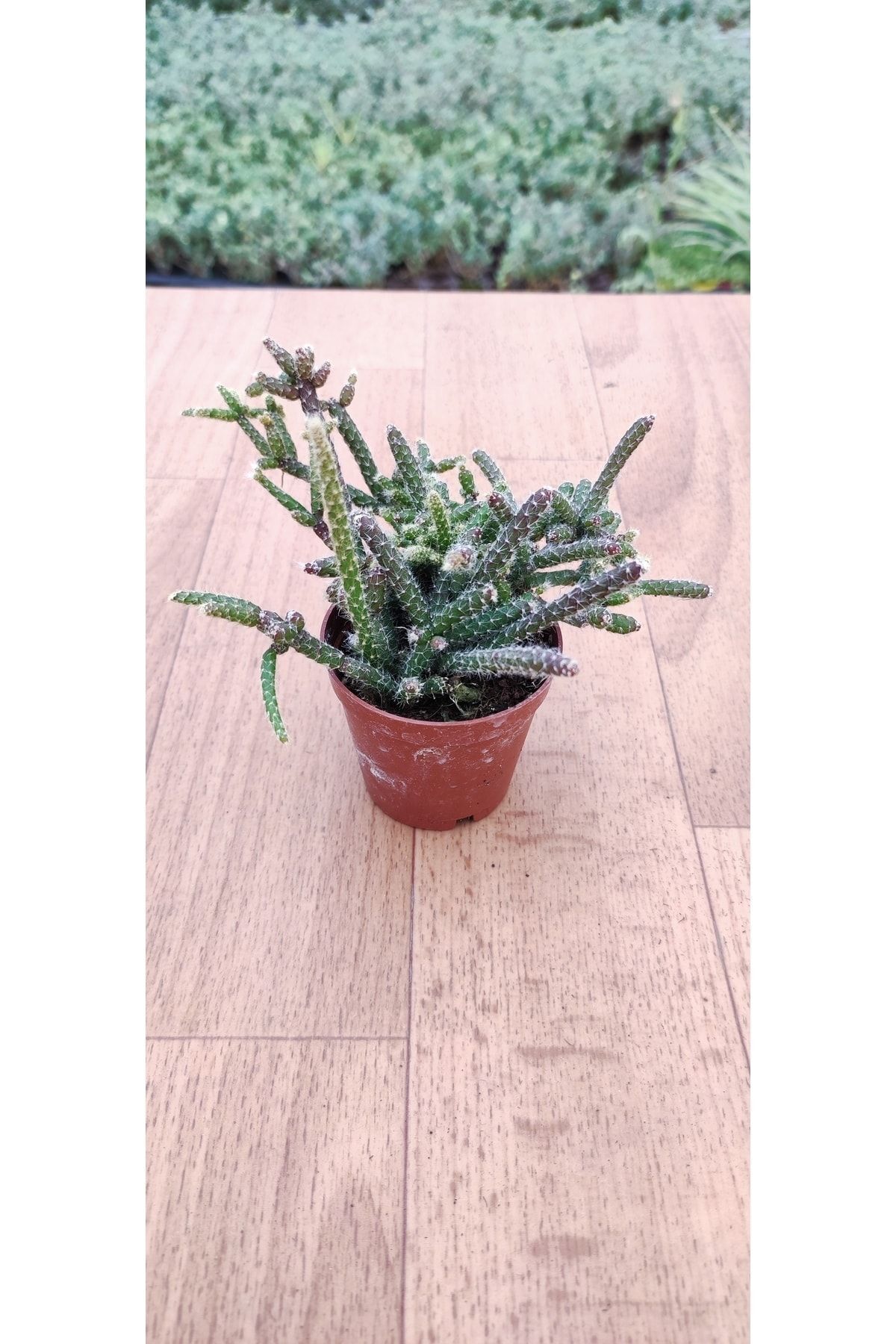Rhipsalis Pilocarpa Sukulent Kaktüs ( 5.5 Cm Saksıda ) 2