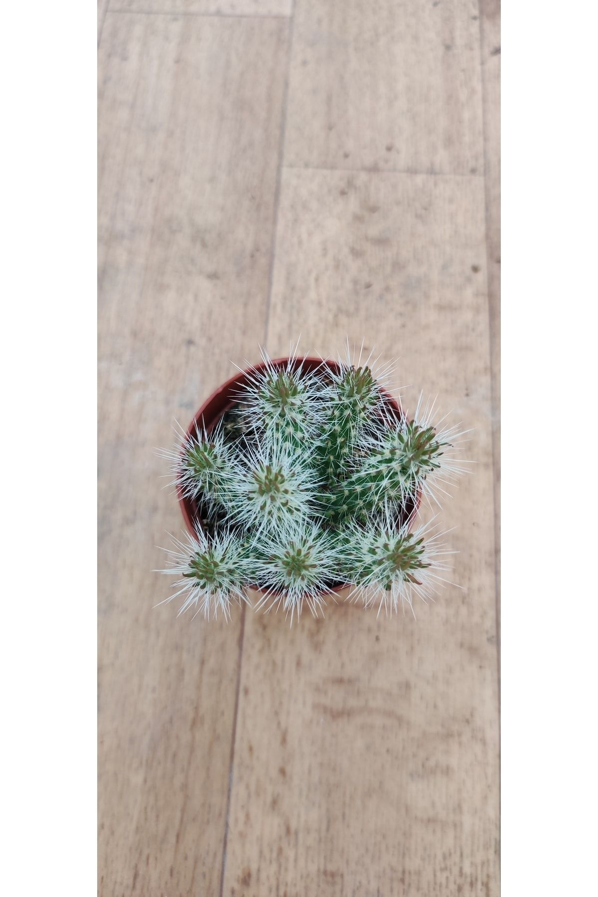 Opuntia Spinosior ( 5.5 Cm Saksıda ) 2
